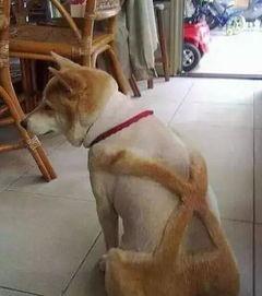 狗狗最新爆料文案搞笑句子,笑料横生的爆料瞬间